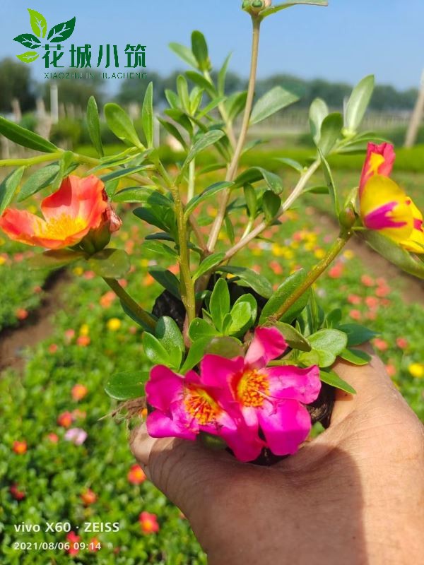 太陽(yáng)花
